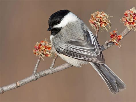 Black-capped Chickadee - NestWatch