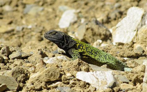 Nile Monitor Lizard · Free Stock Photo