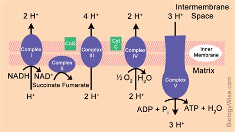 Diagram Of Electron Transport | Electron transport chain, Light ...