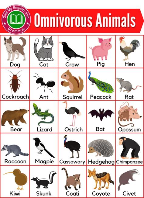 Omnivorous Animals Name List | English Vocabulary