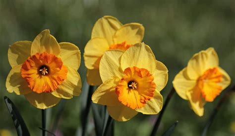 Free picture: daffodil, yellow flower, narcissus, nature, plant, blossom