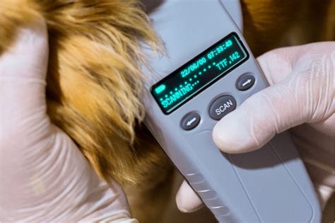 Dog Microchip Scanner Guide: Types and Uses for Your Canine Companion