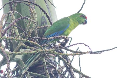 Norfolk Island. | BIRDS in BACKYARDS