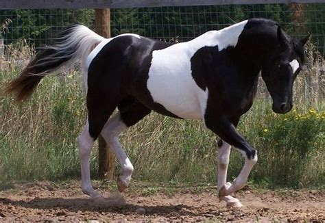 Black tobiano Pintabian stallion. | Horses, Show horses, Pretty horses