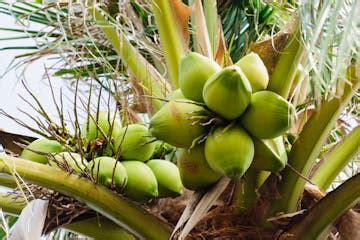 Tour a Coconut Farm in Maui, HI | Maui Coconut Tour