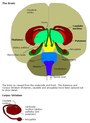 Amygdala - Wikipedia