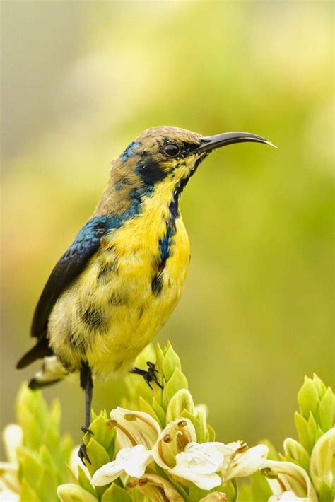 Purple sunbird (Female) | Pet birds, Birds, Beautiful birds