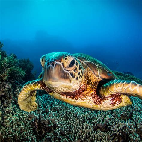 Great Barrier Reef animals more than 5600 species