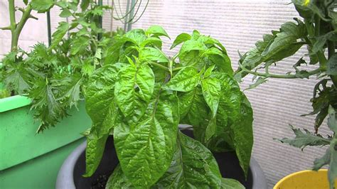 Growing Habanero in containers: Caribbean red habenero part 1 - YouTube