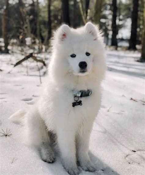 15 Best Dog Breeds for Cold Weather - ilovedogscute.com