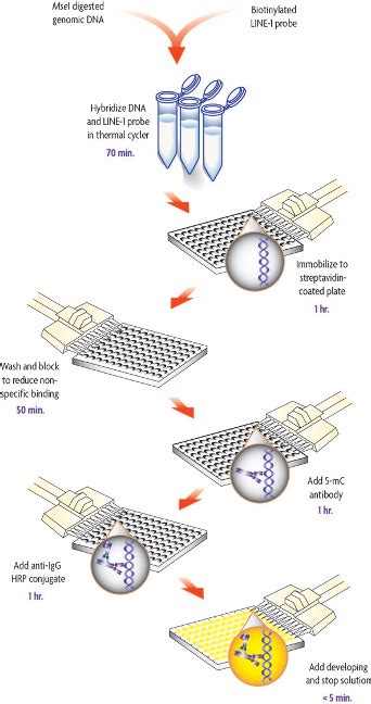 Global DNA Methylation – LINE-1 Kit to quantify changes in global DNA ...