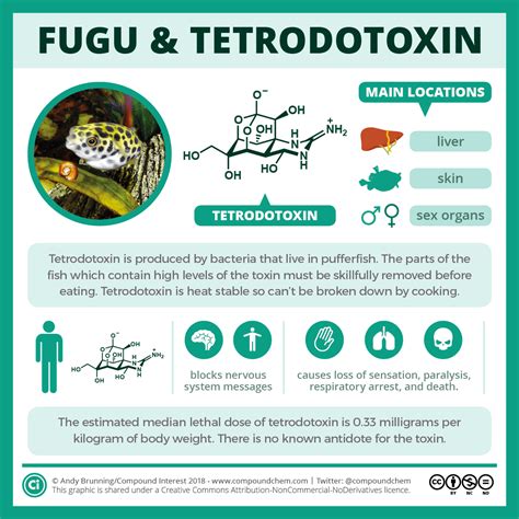 Fugu and tetrodotoxin: how the pufferfish can kill | Compound Interest