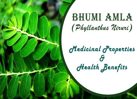 Bhumi Amla: Benefits, Uses, Formulations, Dosage & Side Effects