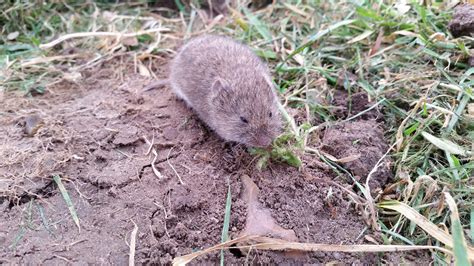 Voles Guide: Identification, Behavior, and Control