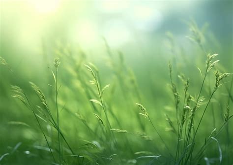 Premium Photo | Soft green healing glow peaceful nature minimal background