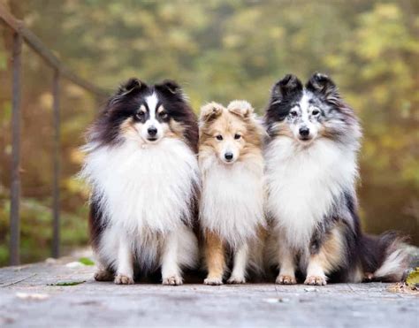 The sheltie or shetland sheepdog is energetic and excels at agility