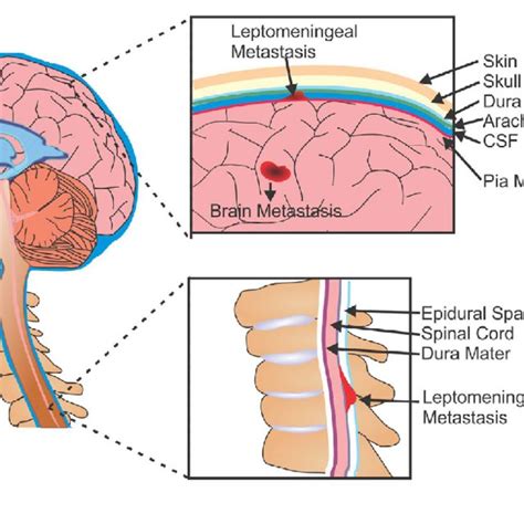 Longitudinal melanonychia | Download Scientific Diagram