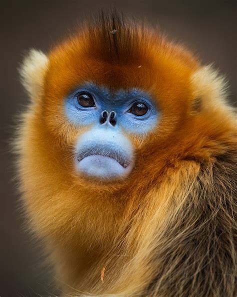 Portrait of a young male golden snub-nosed monkey from the forested ...