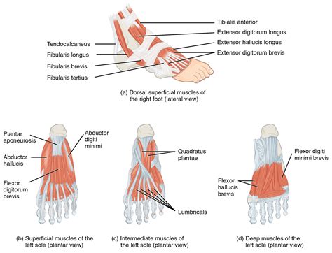 This figure shows the muscles of the foot. The top panel shows the ...