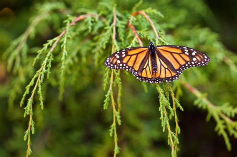 How to See the Monarch Butterfly Migration in Mexico