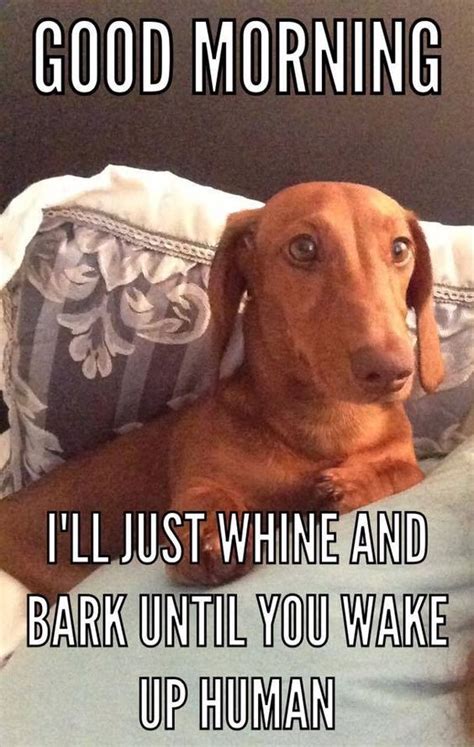 10 Hilarious and True Dachshund Memes That Will Totally Make Your Day ...