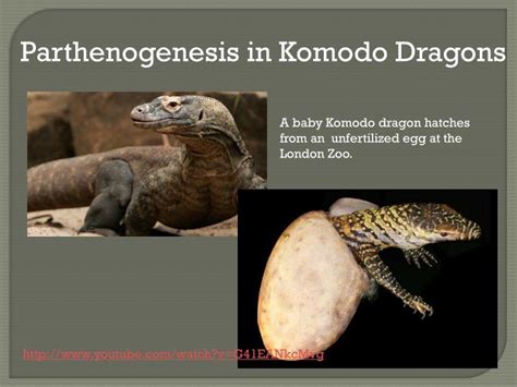 PPT - PARTHENOGENESIS parthenos "virgin " and genesis " creation ...