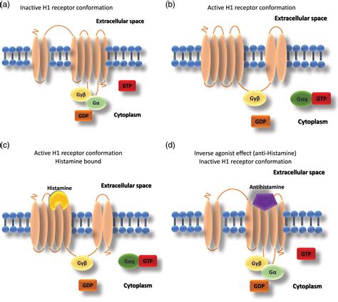 Histamine, histamine receptors, and anti-histamines in the context of ...