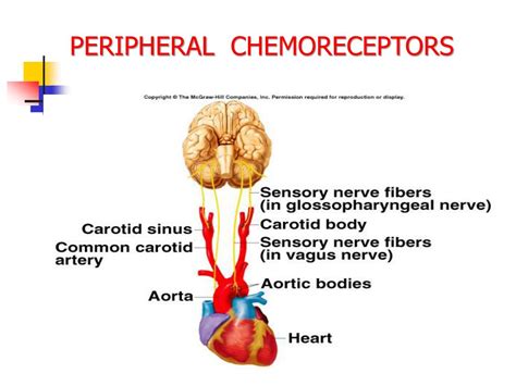 PPT - PHYSIOLOGY OF CONTROL OF BREATHING PowerPoint Presentation, free ...