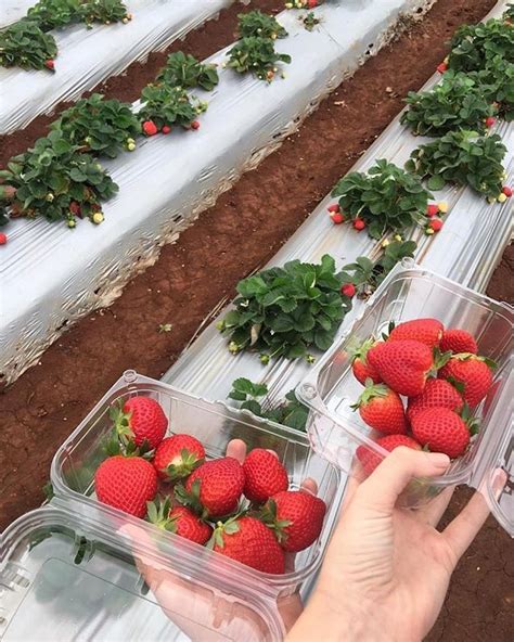 Strawberry farm in the Atherton tablelands, Queensland (Yungaburra ...