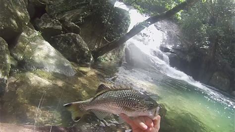 Jungle perch Fishing FNQ with a Broken Rod (Surface Action) - YouTube