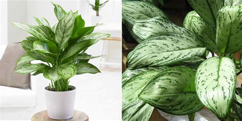 Chinese Evergreen Plant - How to Care and Grow the Aglaonema Plants