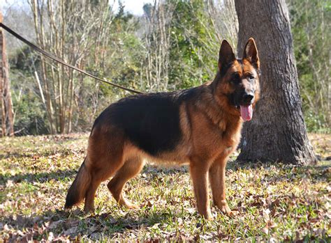 Female German Shepherd For Sale Near Me