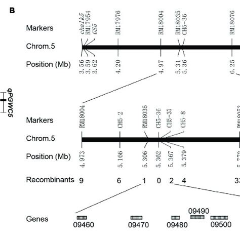 | Genetic linkage map and physical map. (A) Genetic linkage map ...