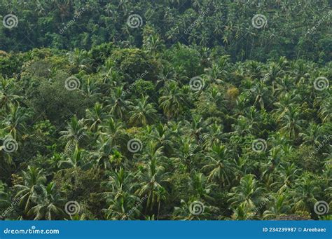 Coconut Farm in Kerala Green Thick Forest Stock Image - Image of farm ...