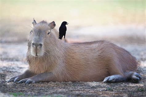 Capybara – the World's Largest Rodent | DinoAnimals.com