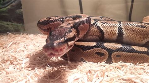 LIVE VIDEO OF SNAKE EATING MOUSE! MUST SEE! - YouTube