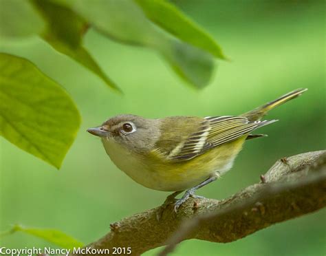 Photographing a Blue Headed Vireo and Thoughts About Fast Lenses ...