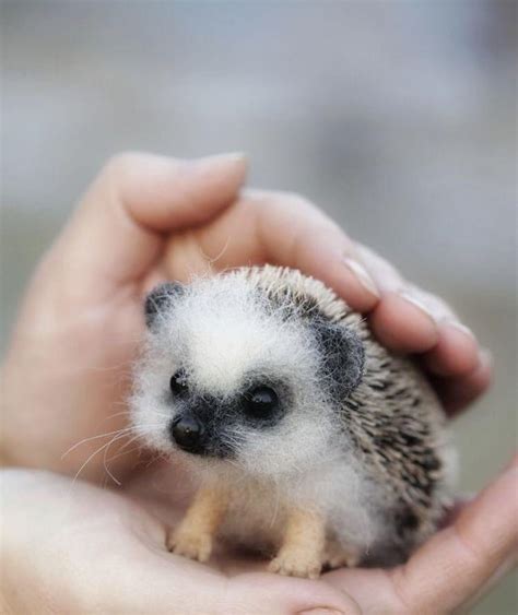 Cute baby porcupine : r/Eyebleach