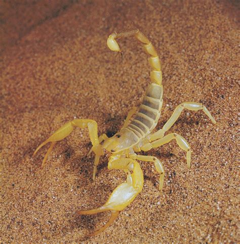 Scorpion | Description, Habitat, Species, Diet, & Facts | Britannica