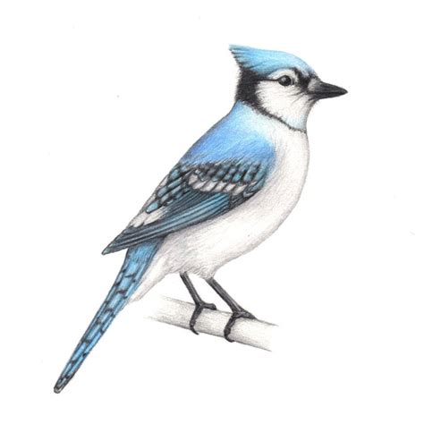 Blue Jay Art Illustration Drawing Bird Birds Ornithology Print 5x7 - Etsy