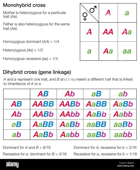 Dihybrid Punnett Square Worksheets