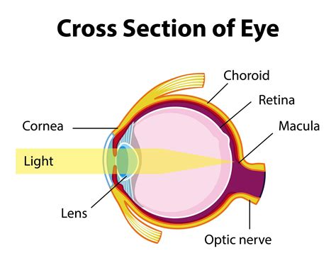 Cross Section Of The Human Eye