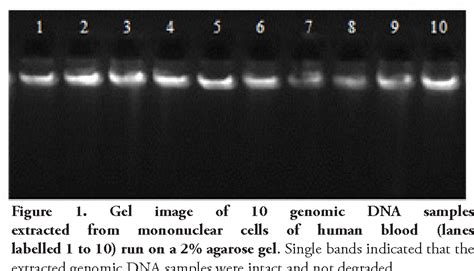 Figure 1 from Optimization of genomic DNA shearing by sonication for ...