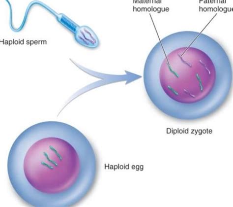 Gametes and Fertilization - Creative Diagnostics