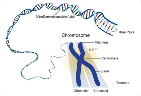 What are Genes?