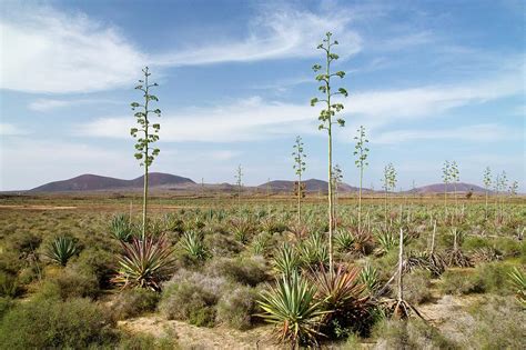 Old Sisal (agave Sisalana) Plantation Photograph by Bob Gibbons/science ...