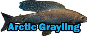 Arctic Grayling | Troutster.com - Fly Fishing and Trout Information ...