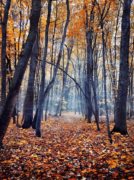 Premium Photo | Autumn misty forest