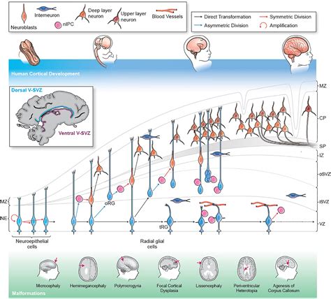 Frontiers | Cortical Malformations: Lessons in Human Brain Development