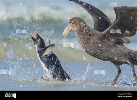 Penguin attack hi-res stock photography and images - Alamy